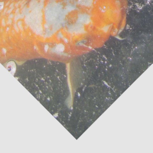 Papier Mousseline Japonais Carpe Koi Poisson Natation (Détail)