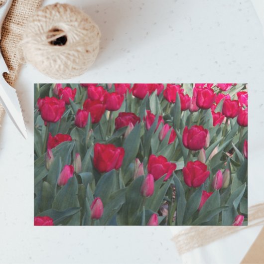 Papier Mousseline Jardin de la Tulipe Rouge Floral