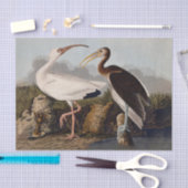 Papier Mousseline John James Audubon White Ibis Bird Print Classic (Artisanat)