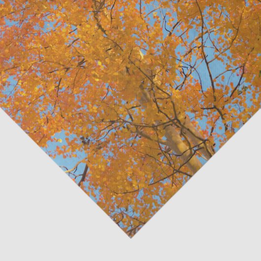 Papier Mousseline Joli Aspen Jaune Photo (Détail)