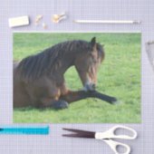 Papier Mousseline Joli Cheval Brown allongé dans l'herbe (Artisanat)