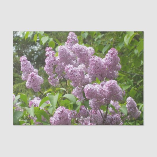Papier Mousseline Joli Lilac Bush (Recto)