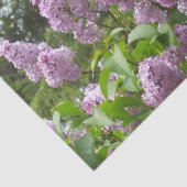 Papier Mousseline Joli Lilac Bush (Détail)