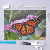 Papier Mousseline Joli papillon Monarque Photo (Artisanat)