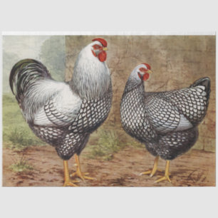 Papier Mousseline Jolie fête de poule et coq vintage