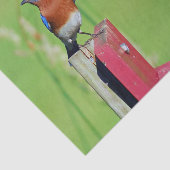 Papier Mousseline Jolie photo Bluebird (Détail)