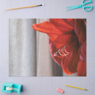 Papier Mousseline Jolie photo de la fleur rouge Lion Amaryllis