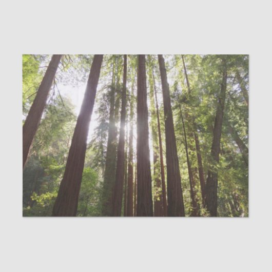 Papier Mousseline Jusqu'aux séquoias du matin (Recto)