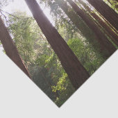 Papier Mousseline Jusqu'aux séquoias du matin (Détail)