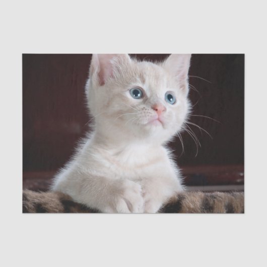 Papier Mousseline Kitten blanc vulnérable (Recto)