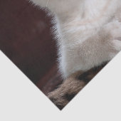Papier Mousseline Kitten blanc vulnérable (Détail)