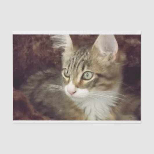 Papier Mousseline Kitten Découpage Papier d'artisanat mobilier Chat (Recto)