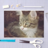 Papier Mousseline Kitten Découpage Papier d'artisanat mobilier Chat (Artisanat)