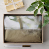 Papier Mousseline Koala sauvage dormant sur l'eucalyptus, photo (Cadeau)