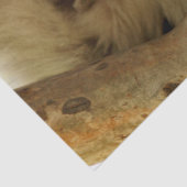 Papier Mousseline Koala sauvage dormant sur l'eucalyptus, photo (Détail)