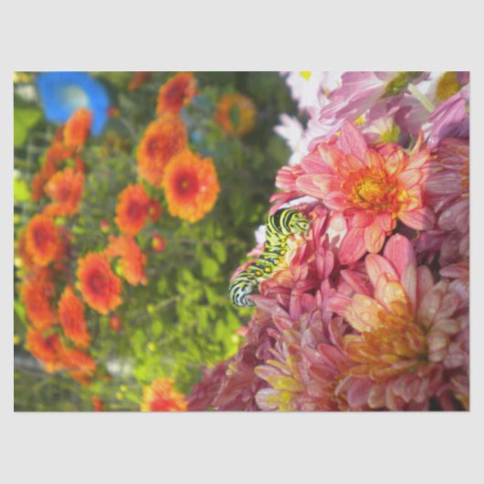 Papier Mousseline La chenille d'Asters (Recto)