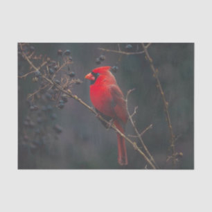 Papier Mousseline La faune cardinale exotique rouge