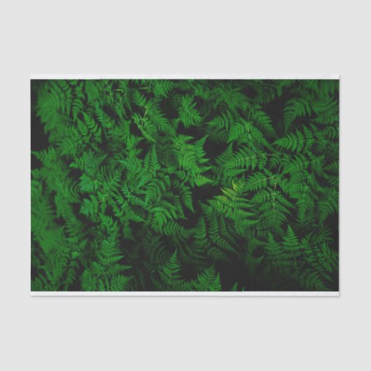 Papier Mousseline La forêt de Dinosaur (Recto)