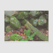 Papier Mousseline La mousse dans les bois (Recto)