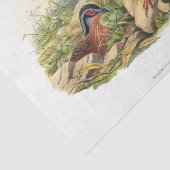 Papier Mousseline La perdrix à poitrine rouge Découpage (Détail)