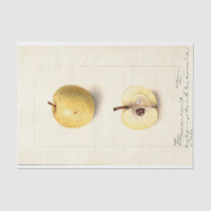 Papier Mousseline La pomme perdue