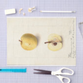 Papier Mousseline La pomme perdue  (Artisanat)