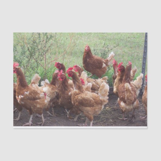 Papier Mousseline La procession (des poulets) (Recto)