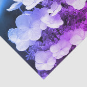 Papier Mousseline Lacecap Hydrangea Découpage De Tint Noir Et Blanc (Détail)