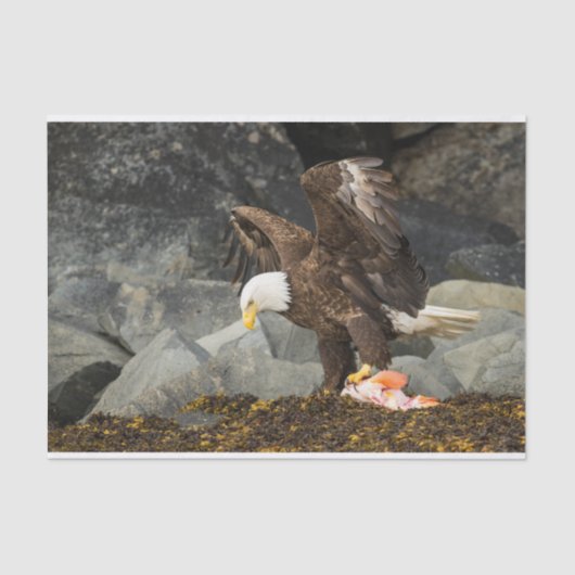 Papier Mousseline L'aigle à tête blanche (Recto)