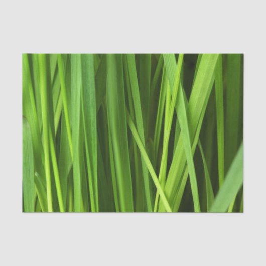 Papier Mousseline Lames d'herbe (Recto)