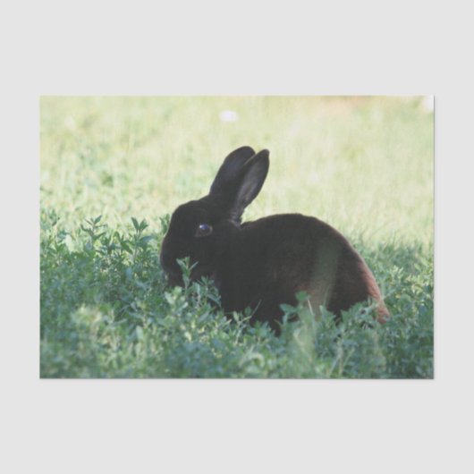 Papier Mousseline Lapin noir de Lil (Recto)