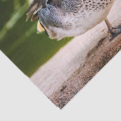 Papier Mousseline Le Canard A Une Jambe Vers Le Haut (Détail)