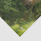 Papier Mousseline Le chou renard dans une forêt verte (Détail)