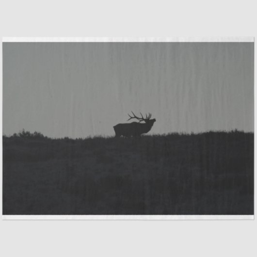 Papier Mousseline Le Dernier Bugle (Recto)