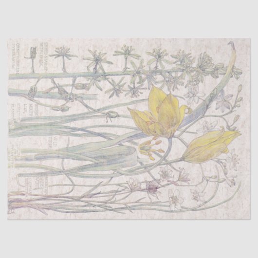 Papier Mousseline Le fleur sauvage sauvage de tulipe fleurit le (Recto)