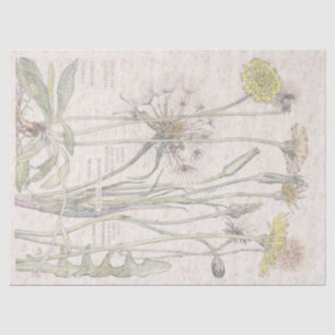 Papier Mousseline Le fleur sauvage vintage d'oreille de chats