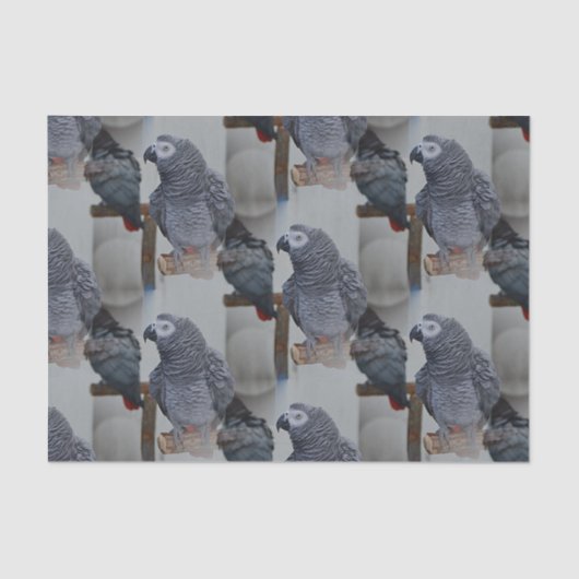 Papier Mousseline Le perroquet gris du Congo en miroir (Recto)