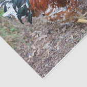 Papier Mousseline Le Petit (sauf que c'est un poulet) (Détail)