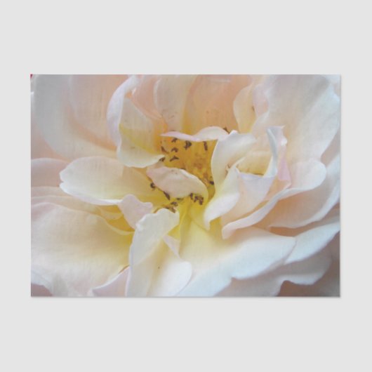 Papier Mousseline Le rose (Recto)