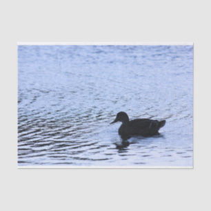 Papier Mousseline L'eau solitaire de lac wildlife de canard ondule