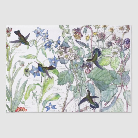 Papier Mousseline Les oiseaux Starflower de colibri fleurit le (Recto)