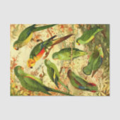 Papier Mousseline Les perroquets (Recto)