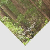 Papier Mousseline Les séquoias au monument national de Muir Woods (Détail)