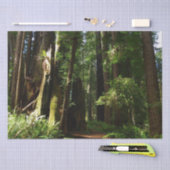 Papier Mousseline Les séquoias et les fougères du parc national Redw (Artisanat)