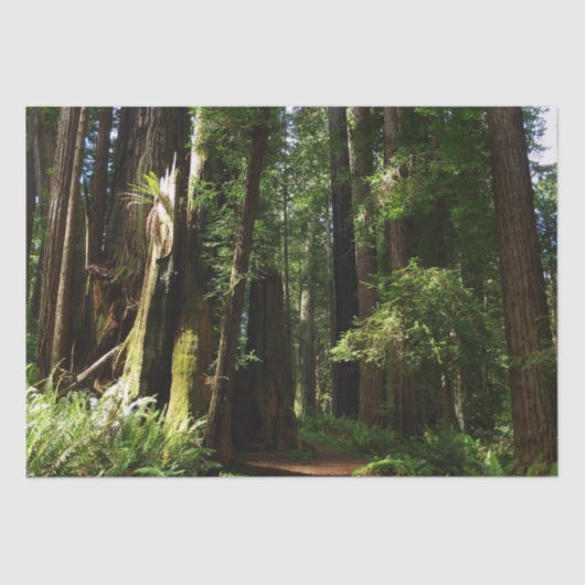Papier Mousseline Les séquoias et les fougères du parc national Redw (Recto)