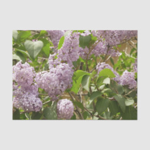 Papier Mousseline Lilac Bush Belles fleurs de printemps violettes