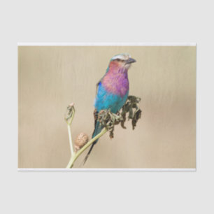 Papier Mousseline Lilac Roller à poitrine