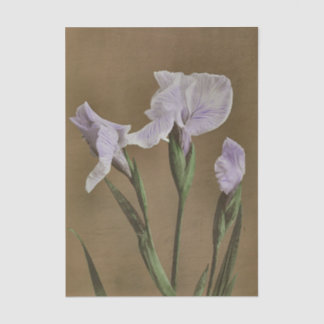 Papier Mousseline Lily by Ogawa Kazumasa