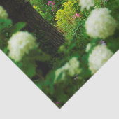 Papier Mousseline Limelight Hydrangeas dans My Rubio Garden (Détail)