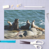 Papier Mousseline Lions de la mer de San Diego (Artisanat)